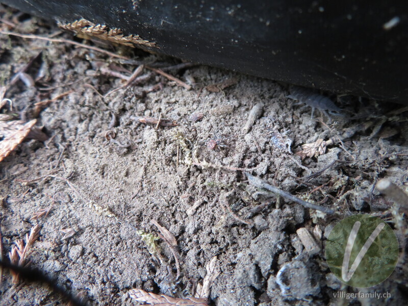 Wald-Zwergkrabbenspinne: Übersicht